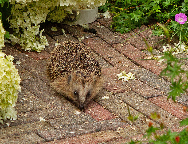 Erinaceus europaeus Egel European Hedgehog